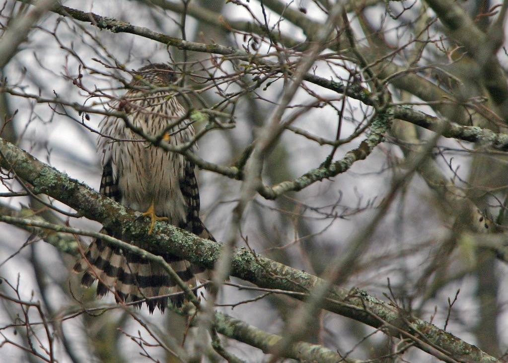 Cooper's Hawk by Rick Leche is licensed under CC BY-NC-ND 2.0